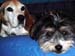 BuddyPatches